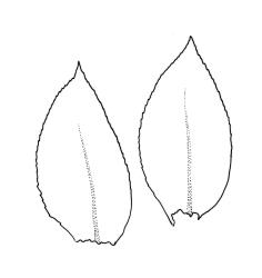 Eurhynchium speciosum, branch leaves. Drawn from J.E. Beever 34-66, CHR 406969.
 Image: R.C. Wagstaff © Landcare Research 2019 CC BY 3.0 NZ